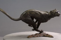 Agression de guépard - vue 5
