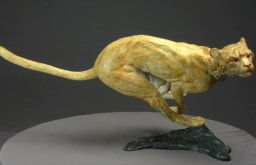 Agression de guépard - vue 6
