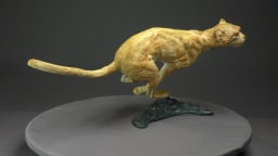 Agression de guépard - vue 8