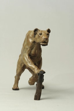 Lionne affamée - vue 4