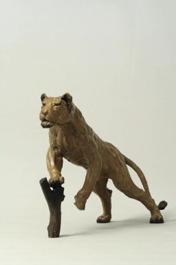 Lionne affamée - vue 5