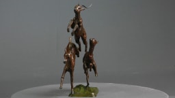 Trois impalas - vue 7