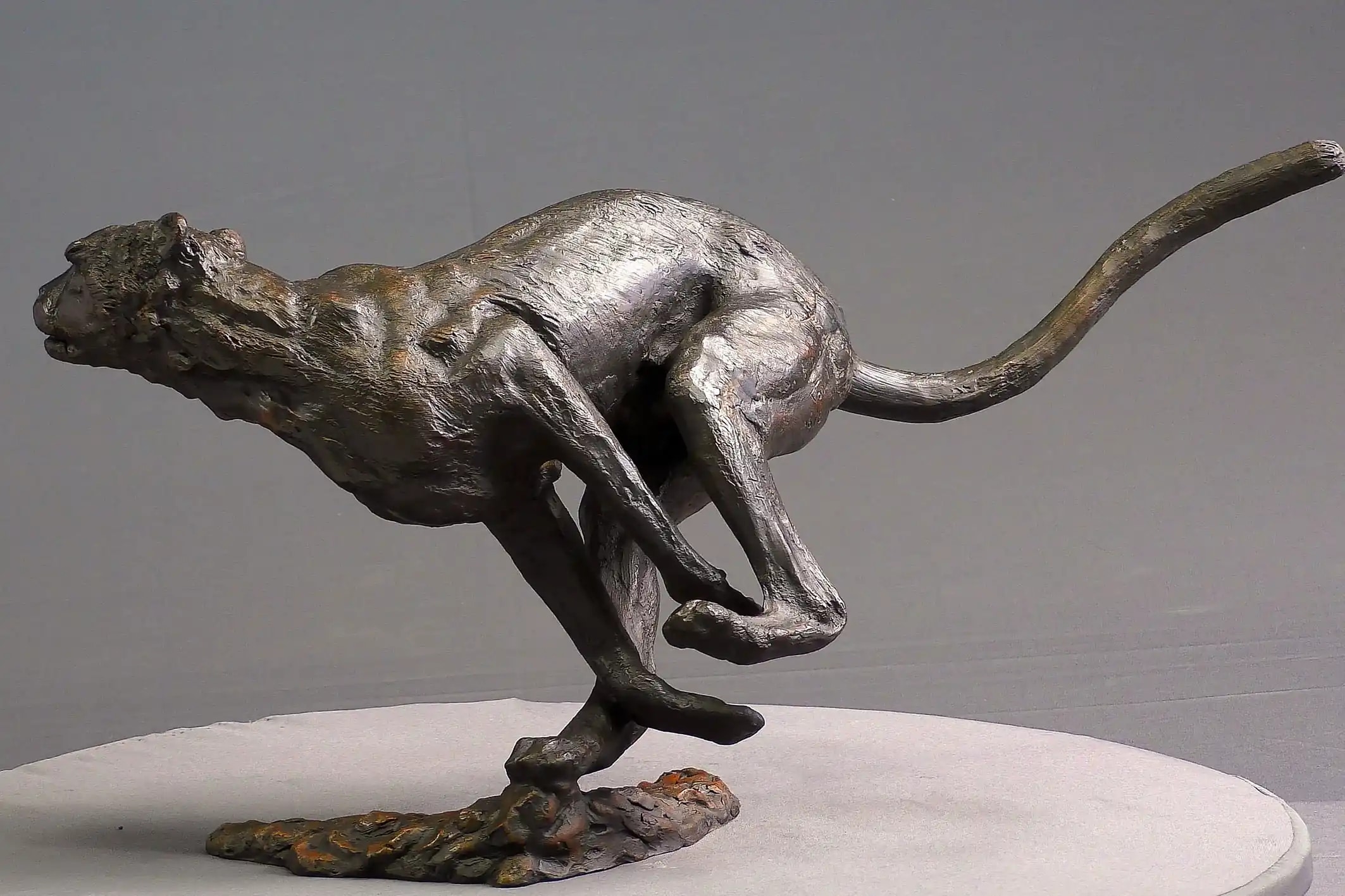 Agression de guépard — vue 4