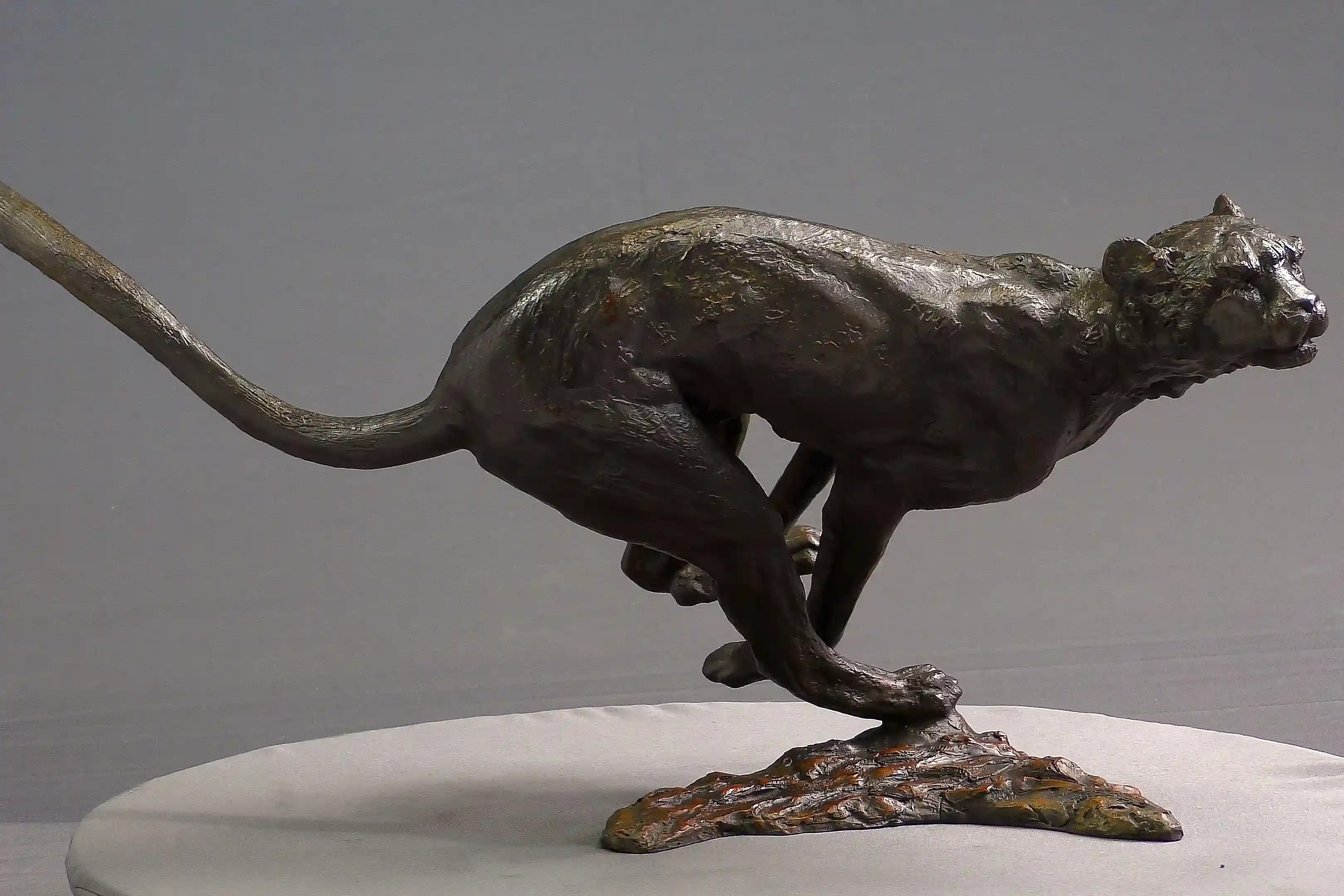 Agression de guépard — vue 5