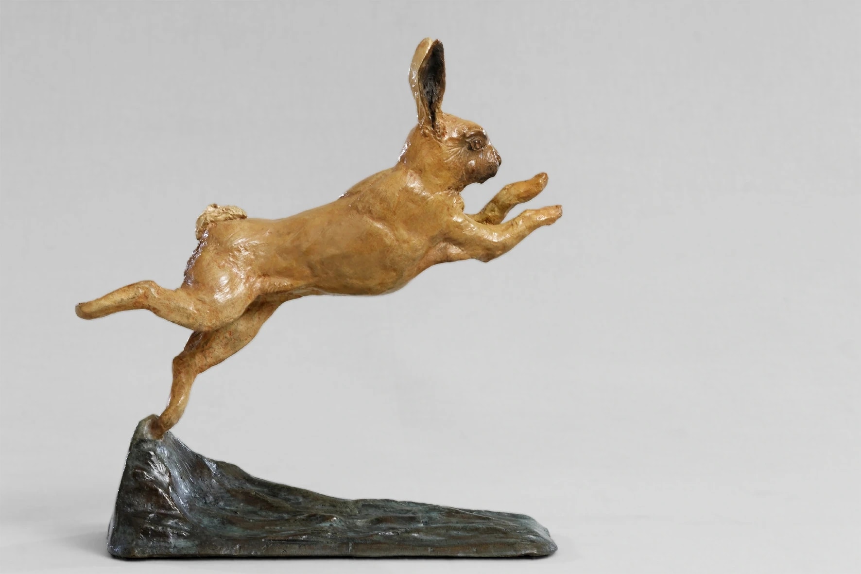 Lapin de garenne