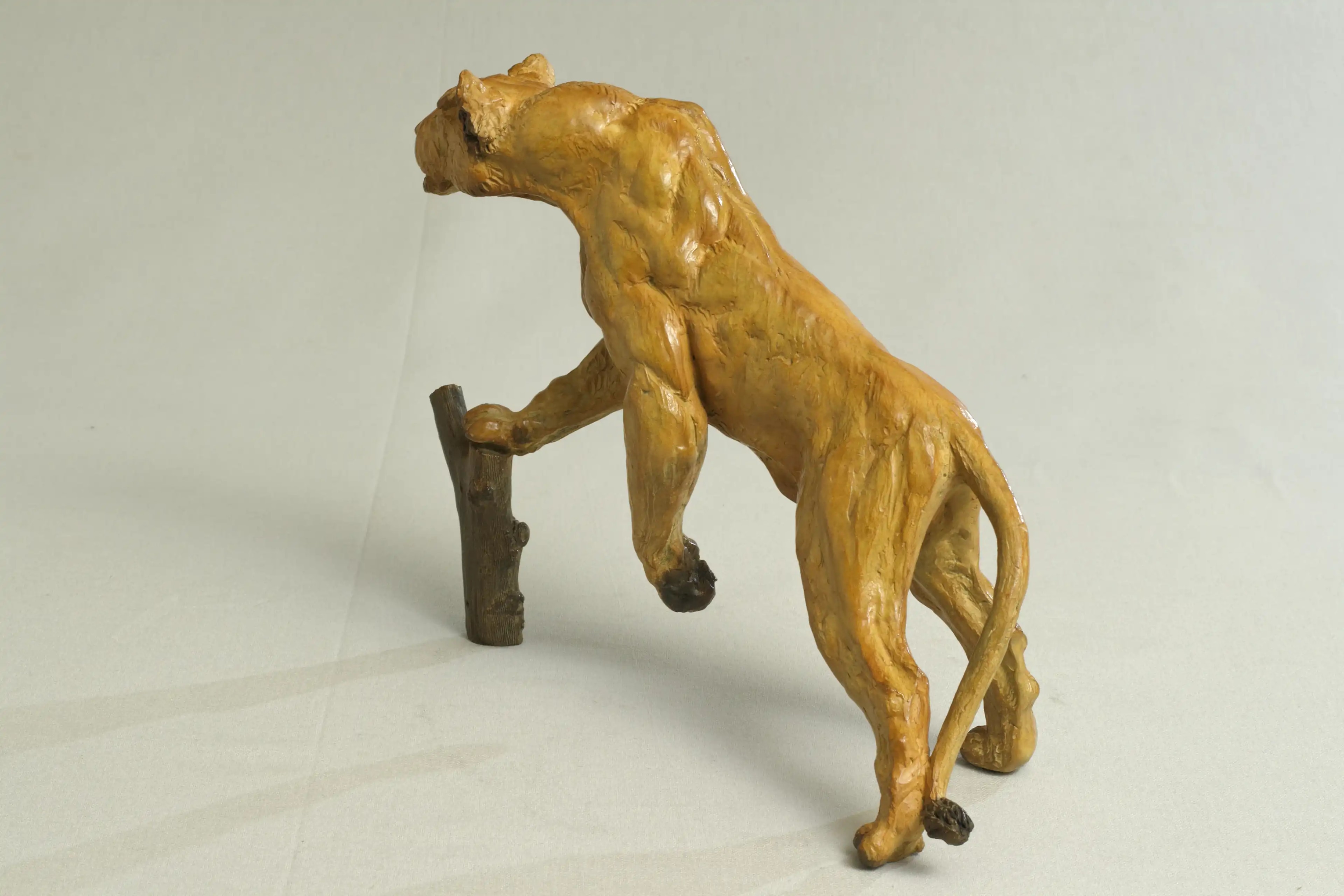 Lionne affamée — vue 8